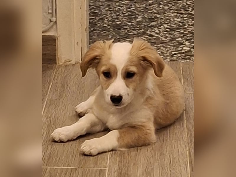 Aren, geb. ca. 09/2025, lebt in GRIECHENLAND, auf einer privaten Pflegestelle