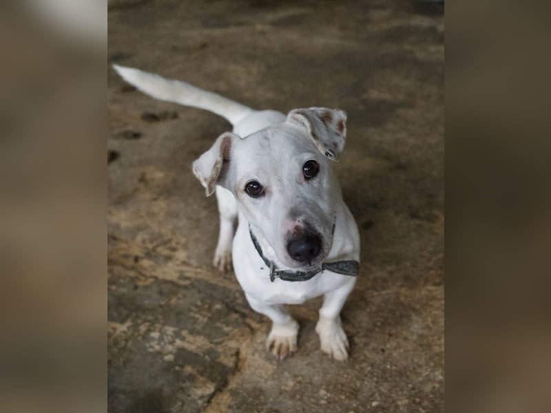 Josef, geb. ca. 10/2023, lebt in GRIECHENLAND, auf einer privaten Pflegestelle