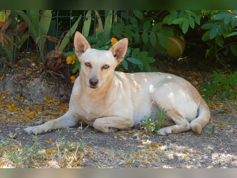 sanfte Frieda sucht nach ihrem glücklichen Zuhause