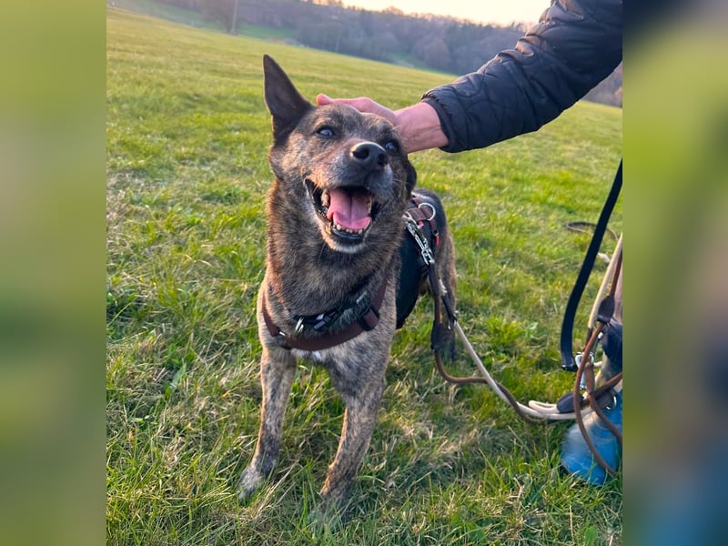 liebster Cuba in 72124 Pliezhausen auf einer Pflegestelle sucht sein Zuhause