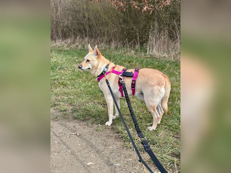 sensible Frieda auf Pflegestelle in 87754 Kammlach sucht ihr Zuhause