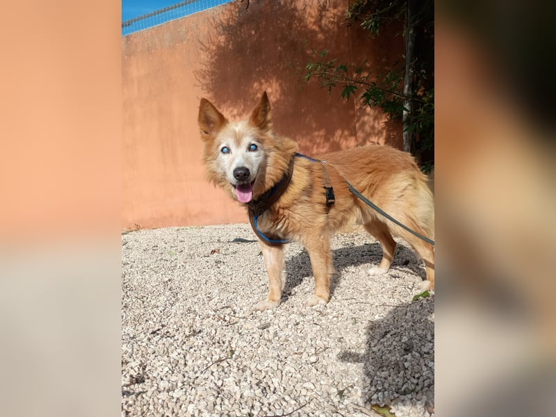 süßer Mario wünscht sich sein Zuhause