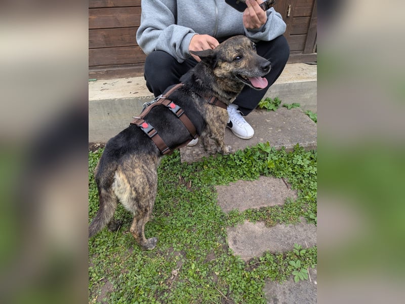 liebster Cuba in 72124 Pliezhausen auf einer Pflegestelle sucht sein Zuhause