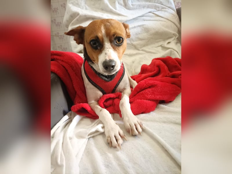 Lulú sucht ihr Zuhause für immer