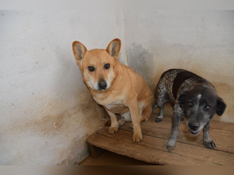 Cookie wünscht sich sein Zuhause für immer