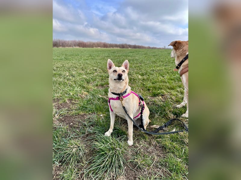 sensible Frieda auf Pflegestelle in 87754 Kammlach sucht ihr Zuhause