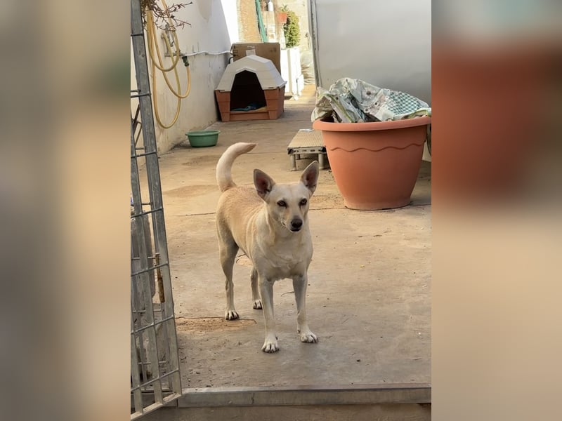 sanfte Frieda sucht nach ihrem glücklichen Zuhause