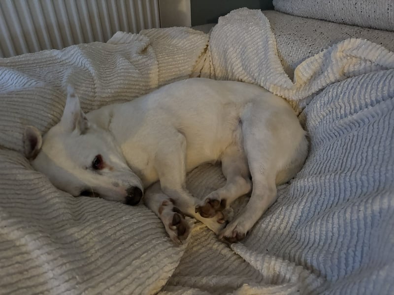 liebe Gloria in 88356 Ostrach auf Pflegestelle sucht ihr Zuhause für immer