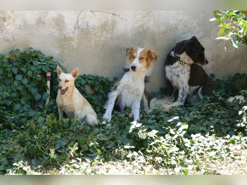 sanfte Frieda sucht nach ihrem glücklichen Zuhause