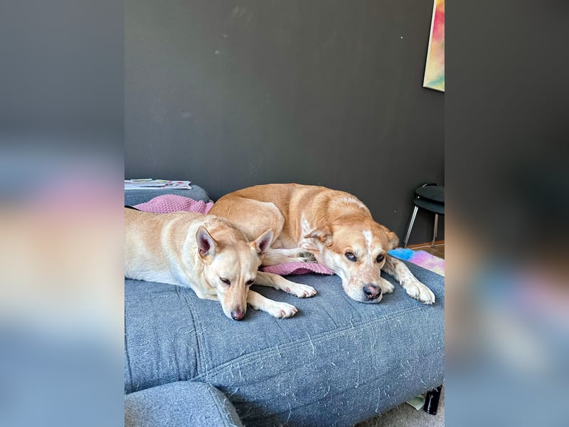 sensible Frieda auf Pflegestelle in 87754 Kammlach sucht ihr Zuhause