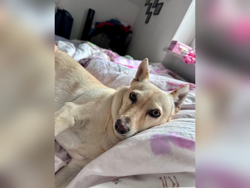 sensible Frieda auf Pflegestelle in 87754 Kammlach sucht ihr Zuhause