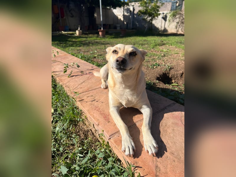 sanfte Frieda sucht nach ihrem glücklichen Zuhause