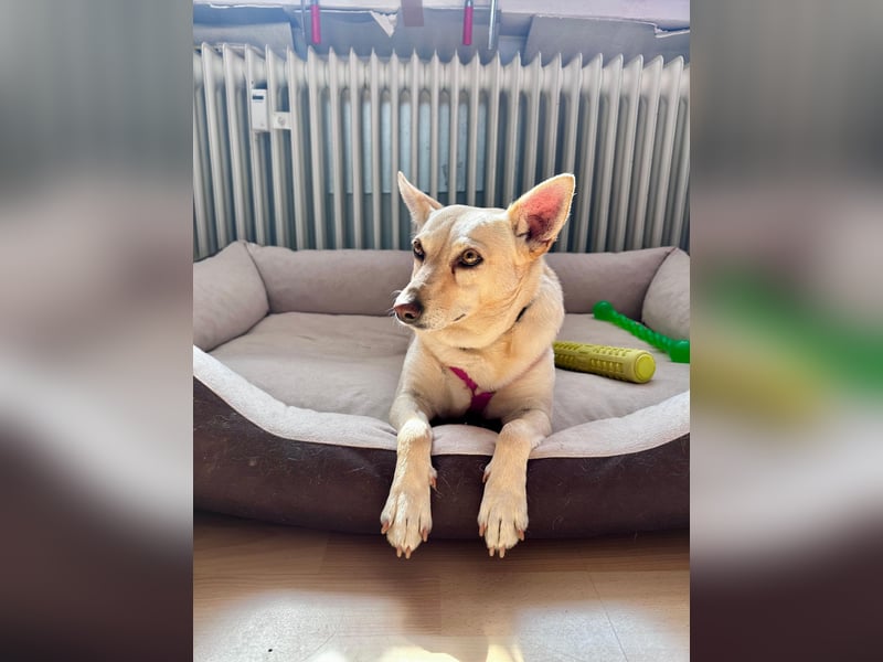 sensible Frieda auf Pflegestelle in 87754 Kammlach sucht ihr Zuhause