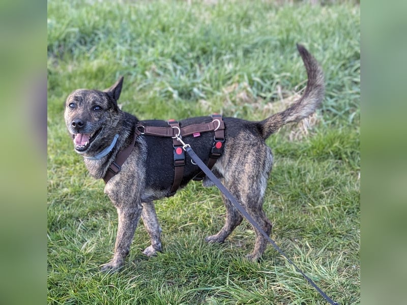 liebster Cuba in 72124 Pliezhausen auf einer Pflegestelle sucht sein Zuhause
