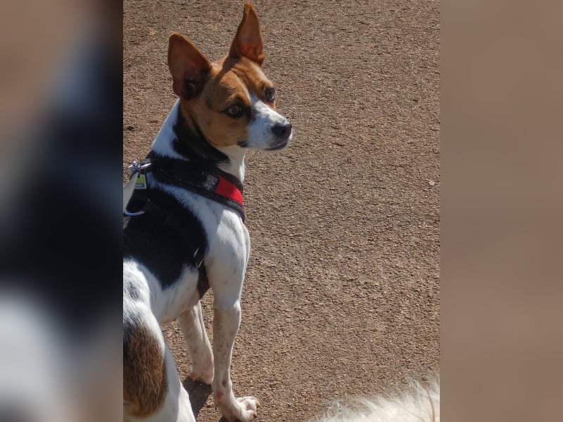 Lulú sucht ihr Zuhause für immer