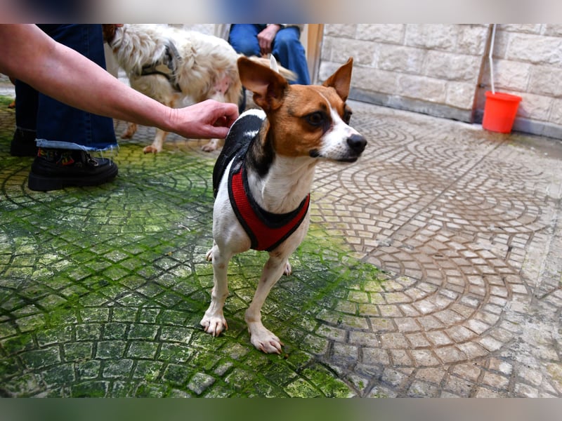 Lulú sucht ihr Zuhause für immer