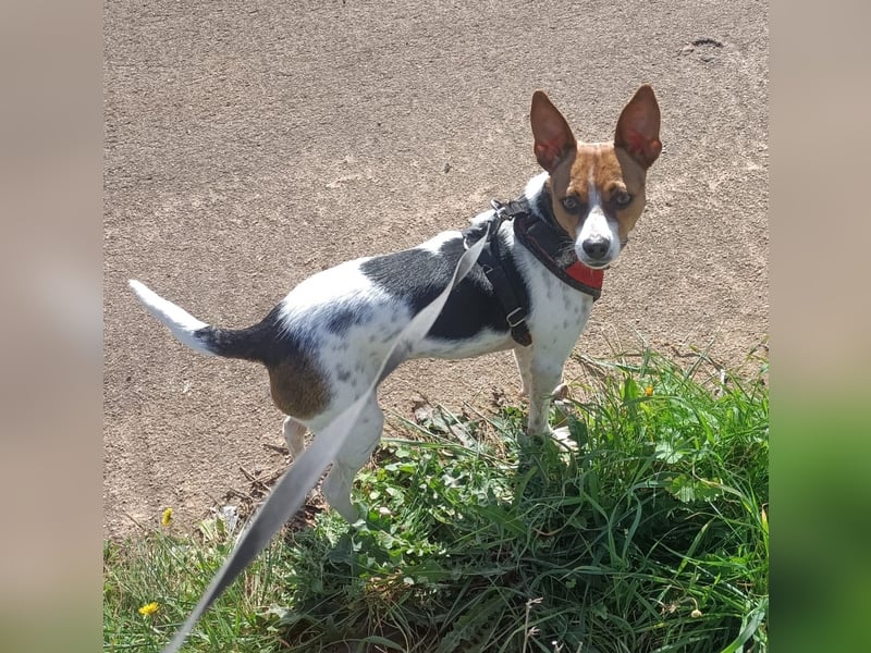 Lulú sucht ihr Zuhause für immer