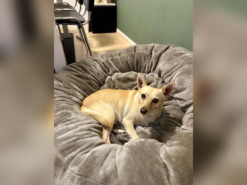 sensible Frieda auf Pflegestelle in 87754 Kammlach sucht ihr Zuhause