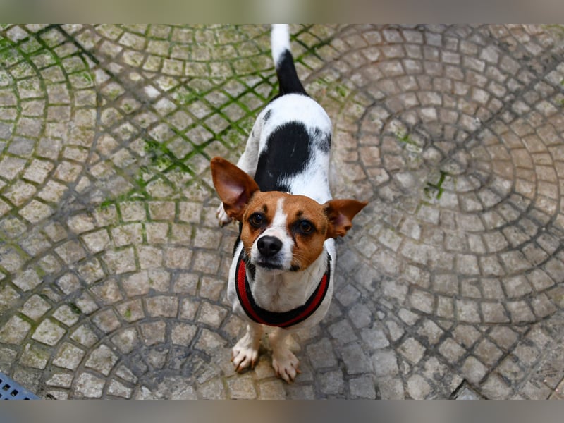 Lulú sucht ihr Zuhause für immer