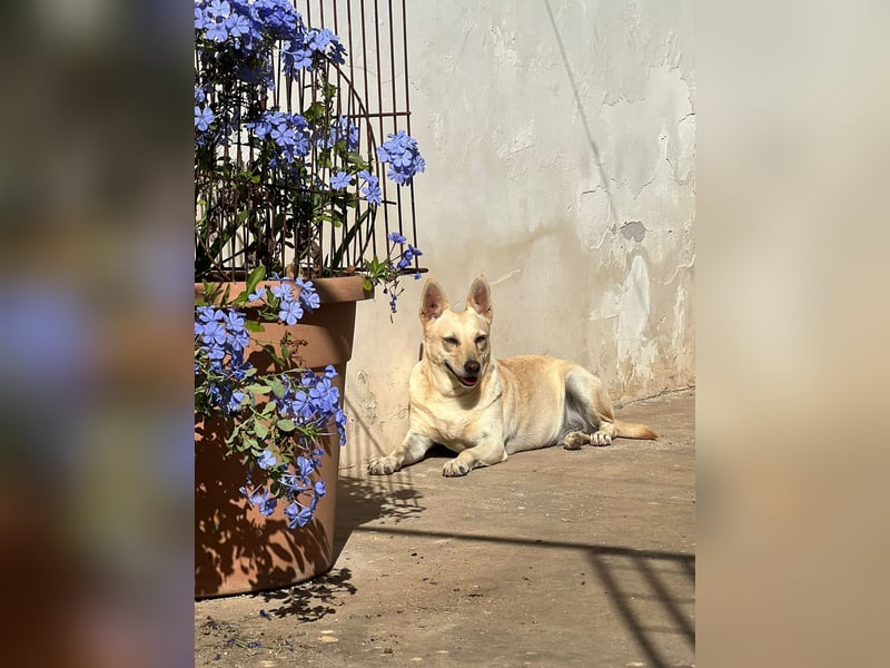 sanfte Frieda sucht nach ihrem glücklichen Zuhause