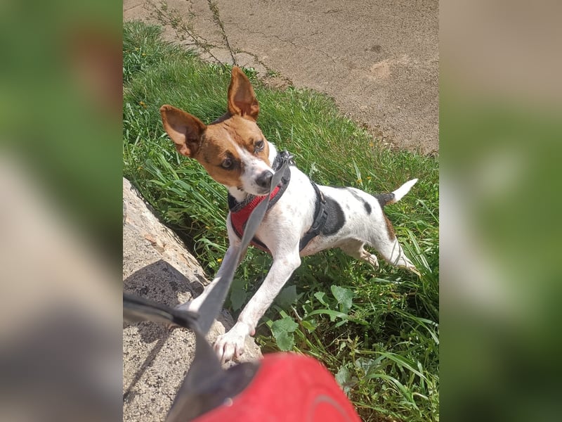 Lulú sucht ihr Zuhause für immer