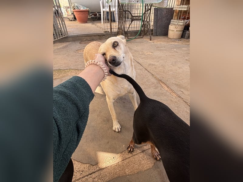 sanfte Frieda sucht nach ihrem glücklichen Zuhause