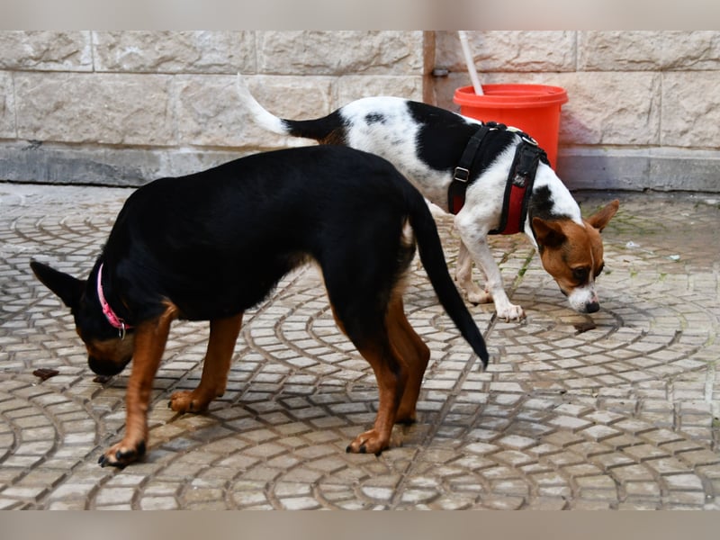 Lulú sucht ihr Zuhause für immer