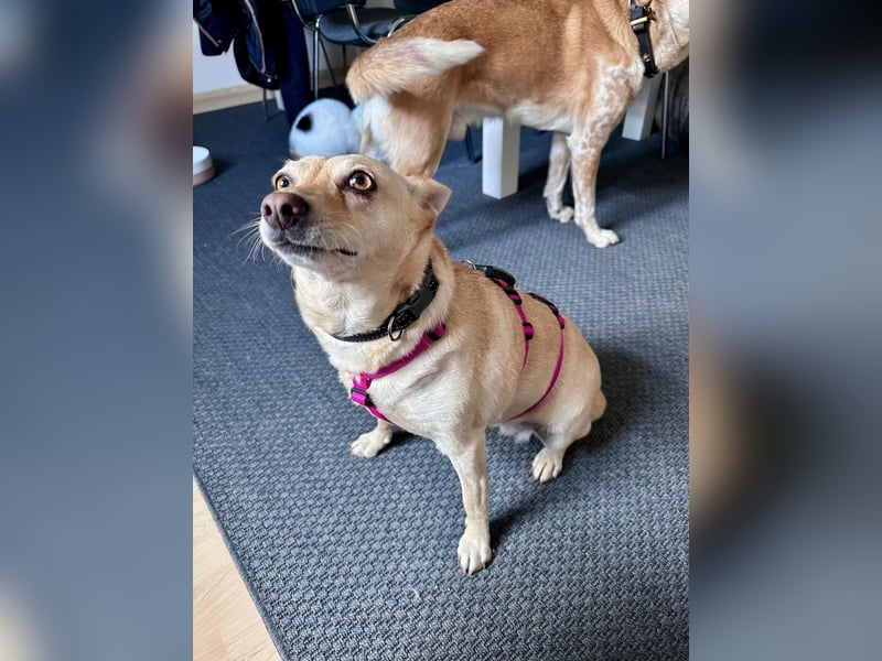 sensible Frieda auf Pflegestelle in 87754 Kammlach sucht ihr Zuhause