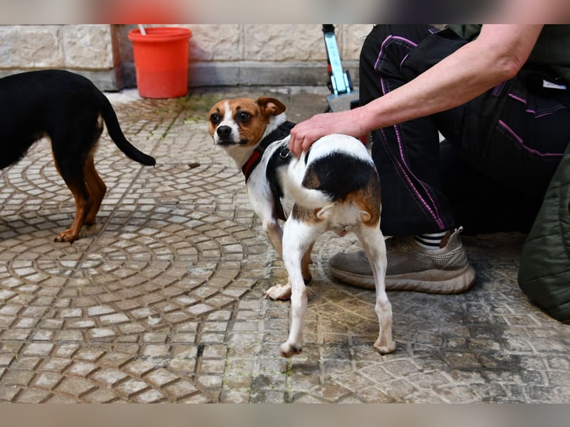 Lulú sucht ihr Zuhause für immer