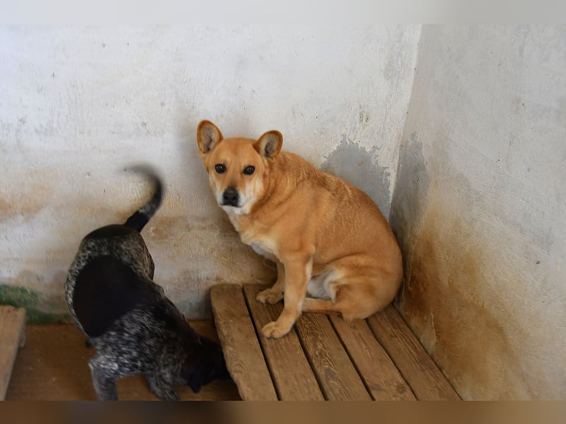 Cookie wünscht sich sein Zuhause für immer