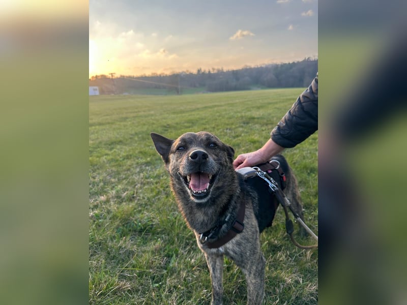 liebster Cuba in 72124 Pliezhausen auf einer Pflegestelle sucht sein Zuhause