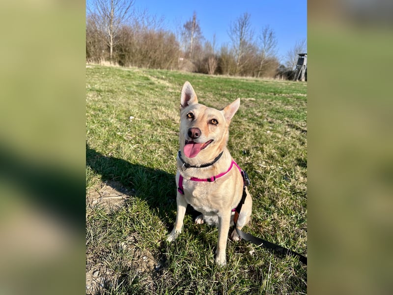 sensible Frieda auf Pflegestelle in 87754 Kammlach sucht ihr Zuhause