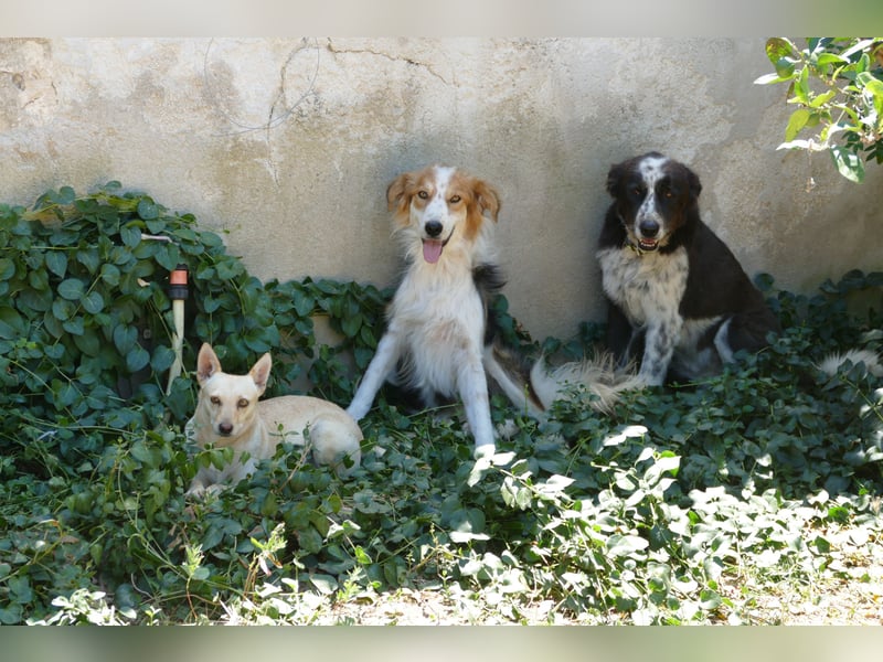 sanfte Frieda sucht nach ihrem glücklichen Zuhause