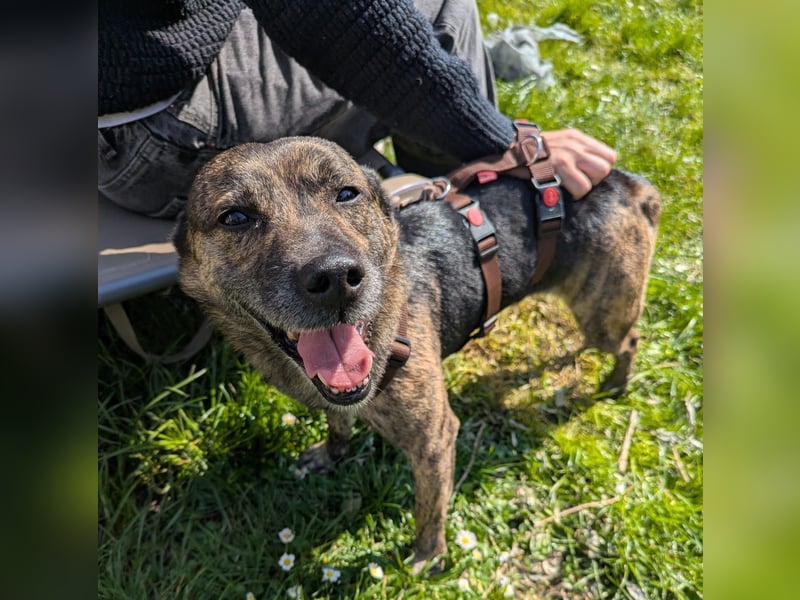 liebster Cuba in 72124 Pliezhausen auf einer Pflegestelle sucht sein Zuhause