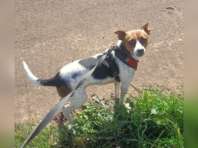 Lulú sucht ihr Zuhause für immer