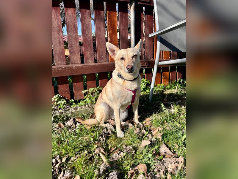 sensible Frieda auf Pflegestelle in 87754 Kammlach sucht ihr Zuhause