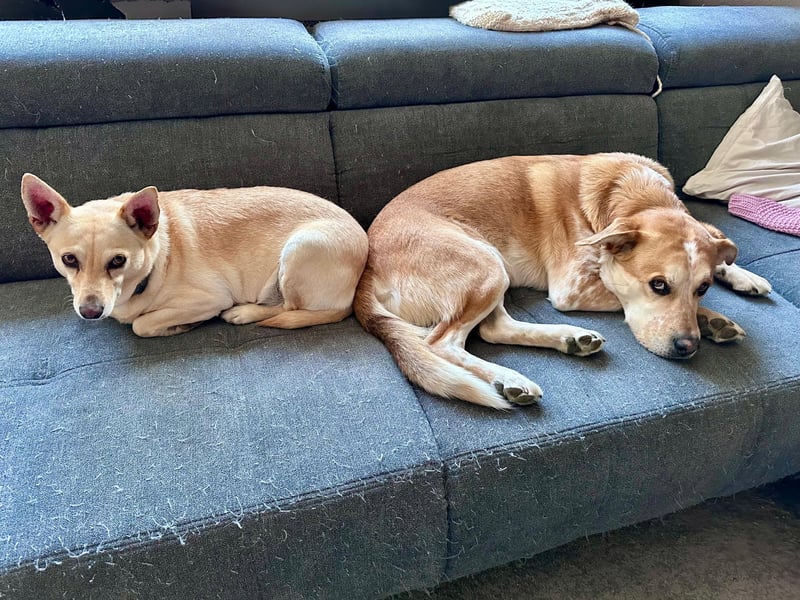 sensible Frieda auf Pflegestelle in 87754 Kammlach sucht ihr Zuhause