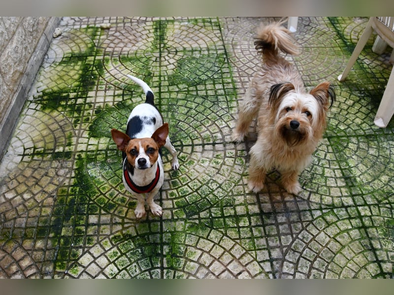 Lulú sucht ihr Zuhause für immer