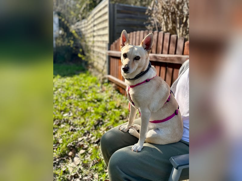 sensible Frieda auf Pflegestelle in 87754 Kammlach sucht ihr Zuhause