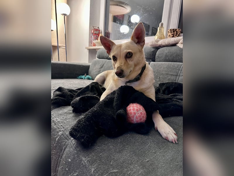 sensible Frieda auf Pflegestelle in 87754 Kammlach sucht ihr Zuhause