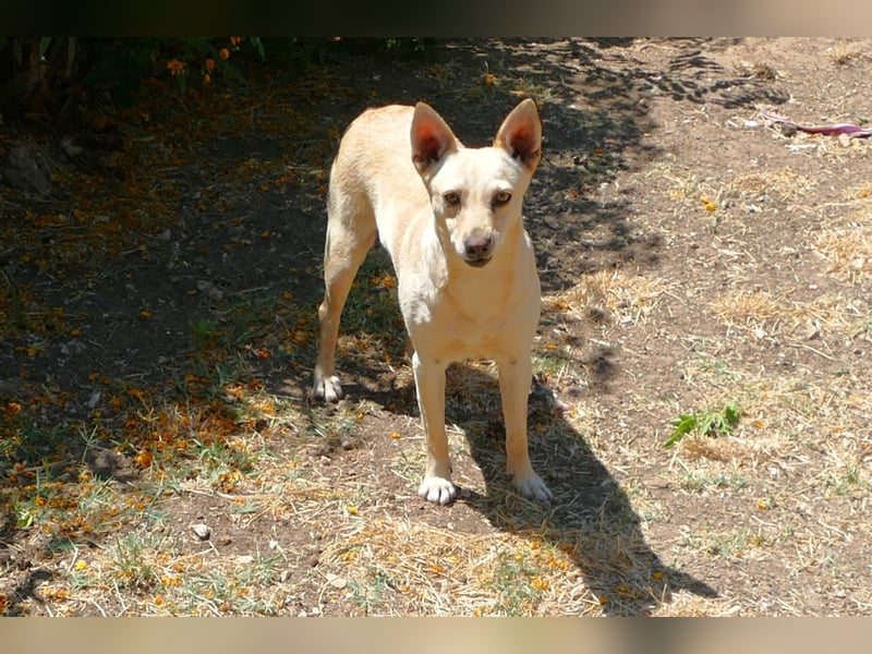 sanfte Frieda sucht nach ihrem glücklichen Zuhause