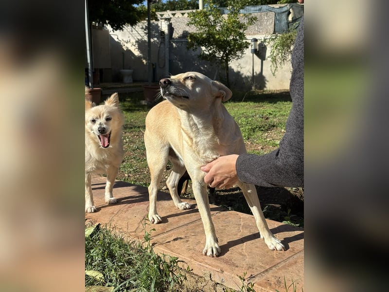 sanfte Frieda sucht nach ihrem glücklichen Zuhause