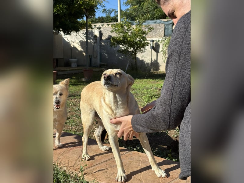 sanfte Frieda sucht nach ihrem glücklichen Zuhause