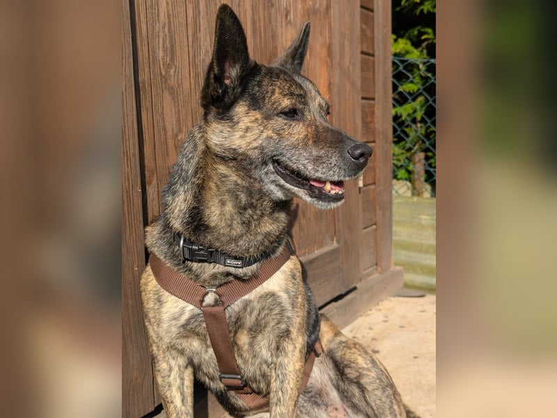 liebster Cuba in 72124 Pliezhausen auf einer Pflegestelle sucht sein Zuhause