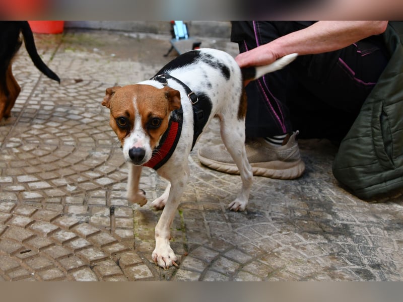 Lulú sucht ihr Zuhause für immer