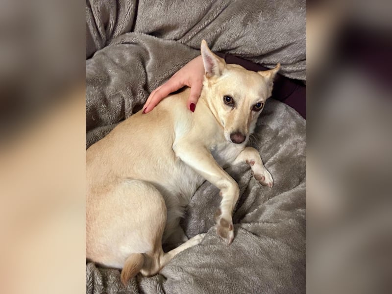 sensible Frieda auf Pflegestelle in 87754 Kammlach sucht ihr Zuhause