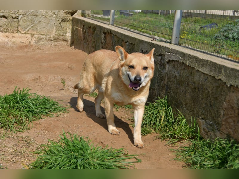 Cookie wünscht sich sein Zuhause für immer