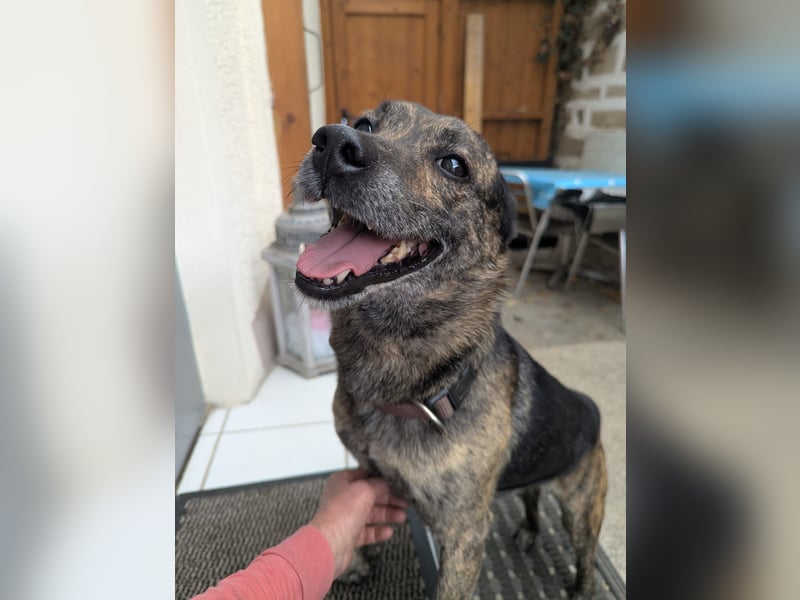 liebster Cuba in 72124 Pliezhausen auf einer Pflegestelle sucht sein Zuhause