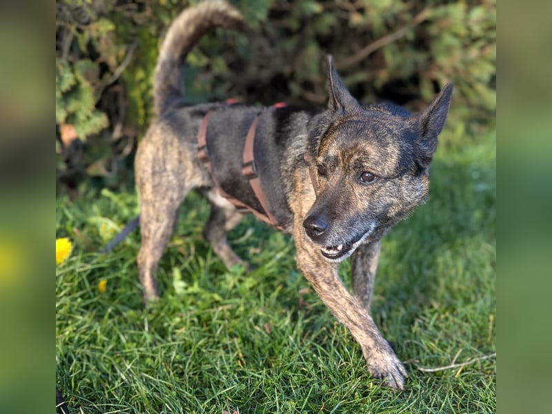 liebster Cuba in 72124 Pliezhausen auf einer Pflegestelle sucht sein Zuhause