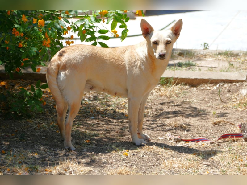 sanfte Frieda sucht nach ihrem glücklichen Zuhause